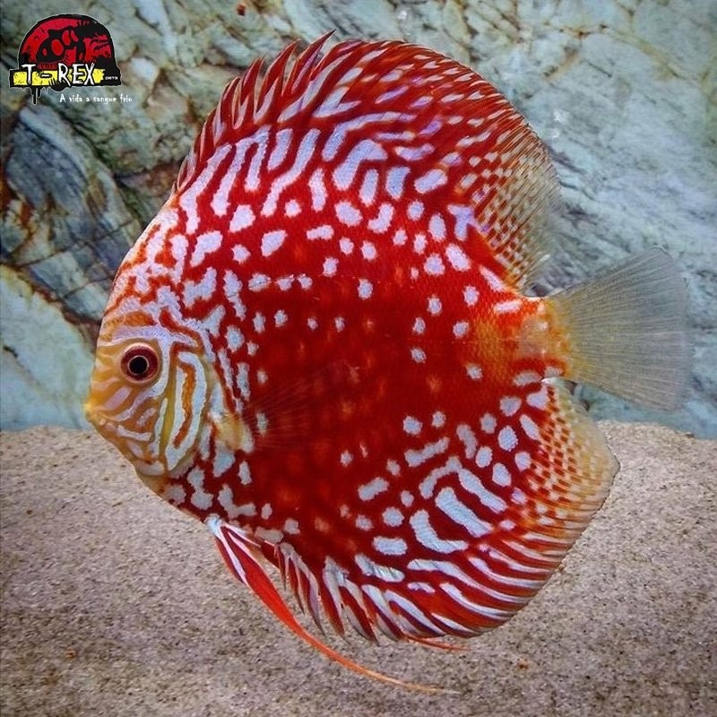 comprar peixe acará disco