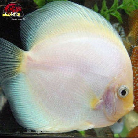 comprar peixe disco