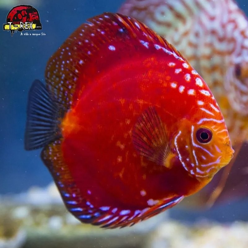 comprar peixes disco