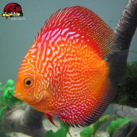 peixe disco a venda