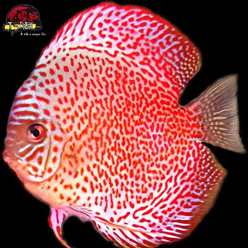 venda de peixe acara disco