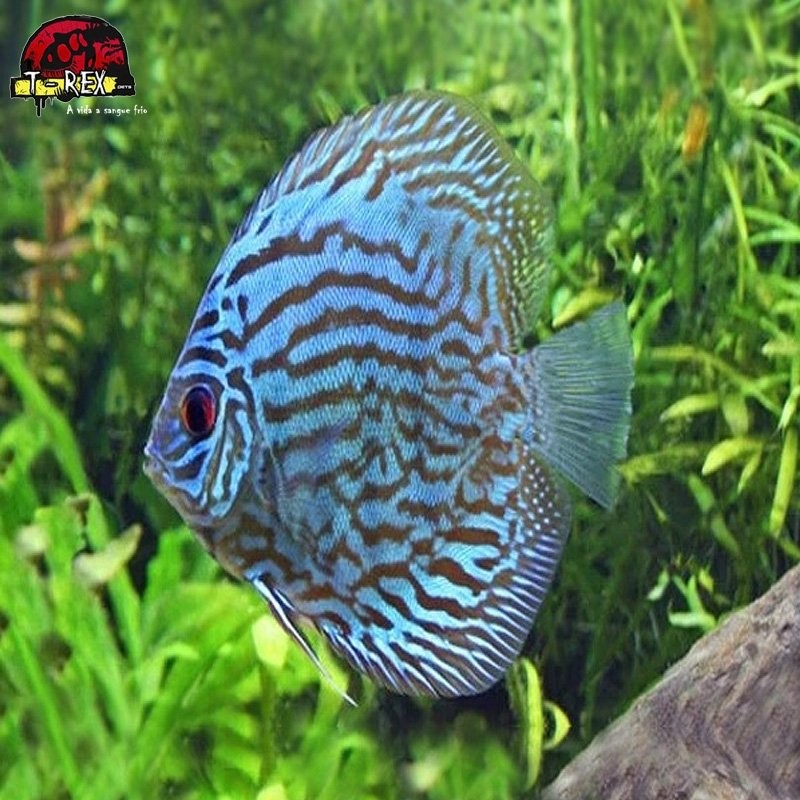 comprar peixes disco