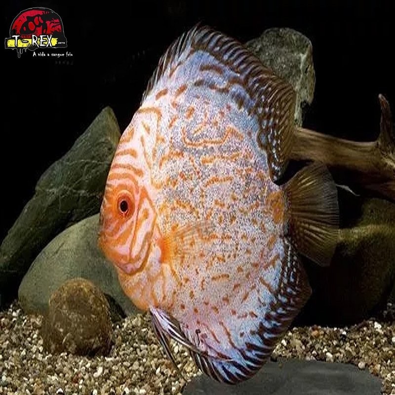 comprar peixes disco