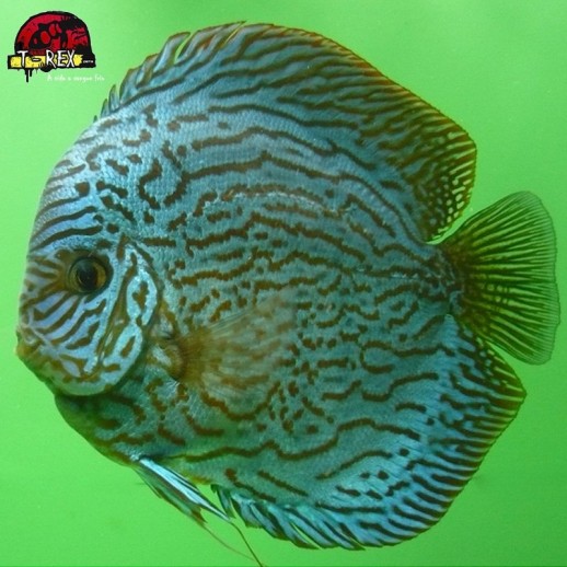 venda de peixe acara disco