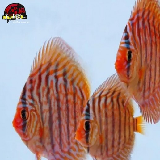 comprar peixes