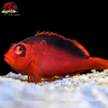 comprar peixes de água salgada