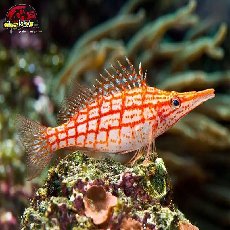 comprar peixes de água salgada