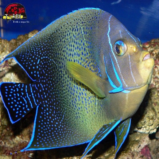 comprar peixes de água salgada