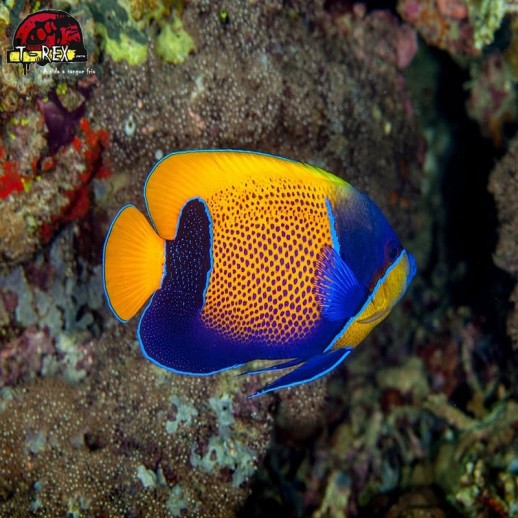 comprar peixes de água salgada