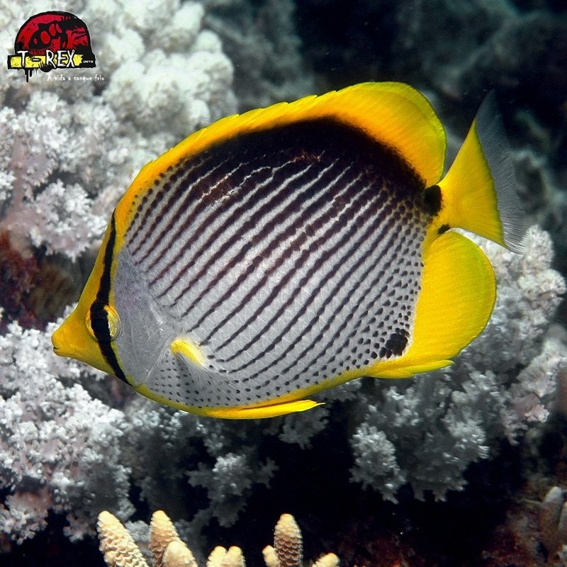 comprar peixes de água salgada