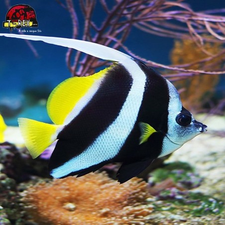 comprar peixes de água salgada