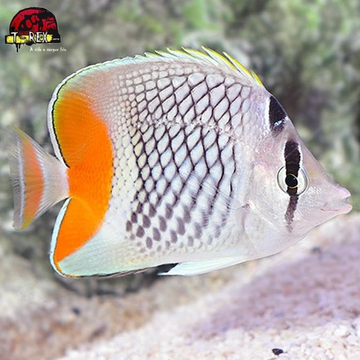 comprar peixes de água salgada