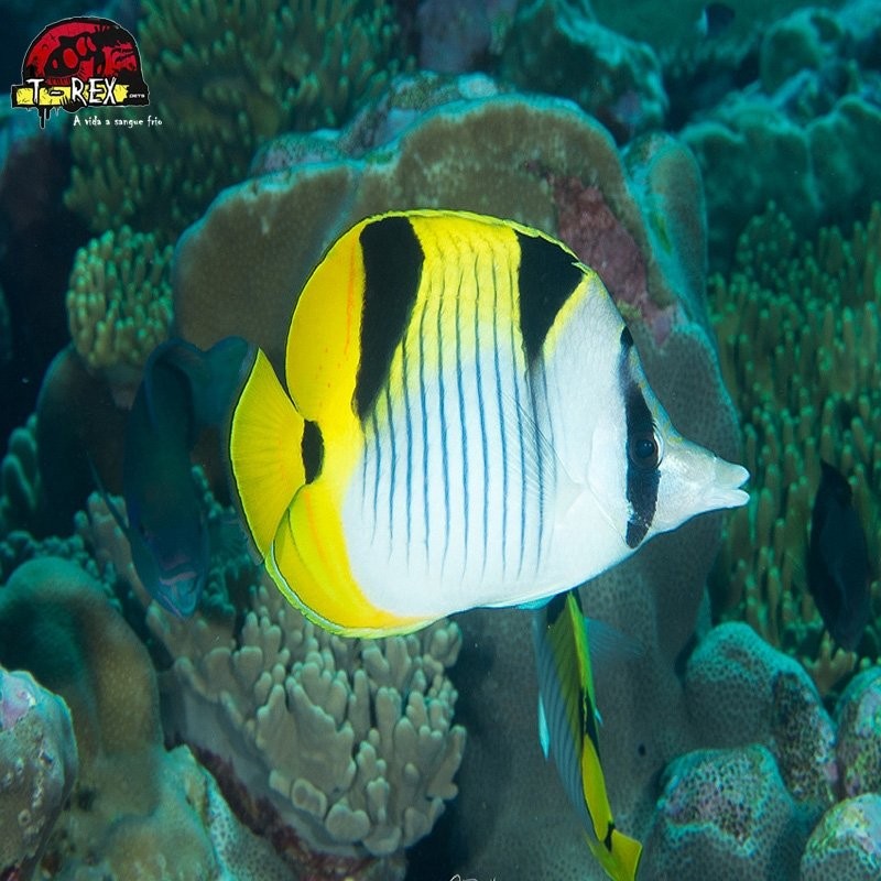 comprar peixes de água salgada