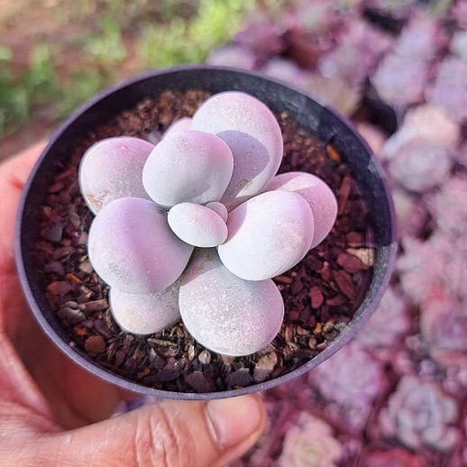 Muda De Suculenta Sedeveria...