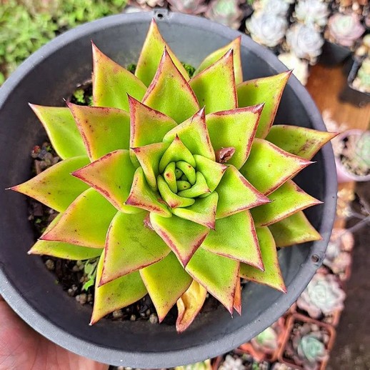 comprar suculenta rara