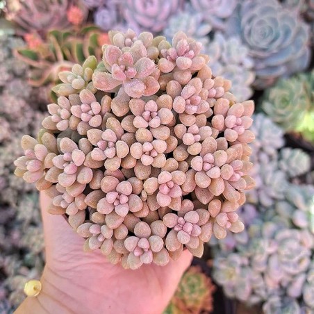 comprar suculenta rara