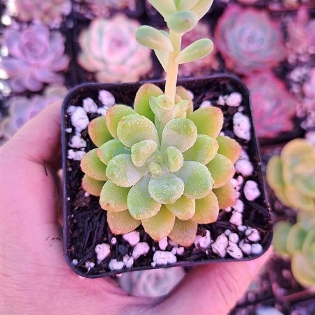 comprar suculenta rara