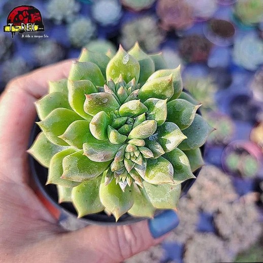 comprar muda de echeveria sleepy