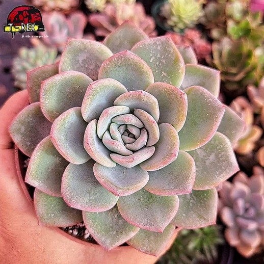 Muda De Suculenta Echeveria...
