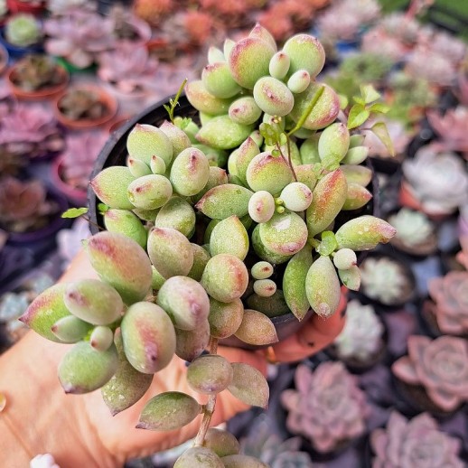 Muda De Suculenta Cotyledon...