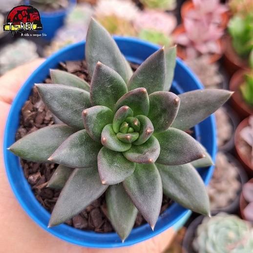 Muda De Suculenta Echeveria...