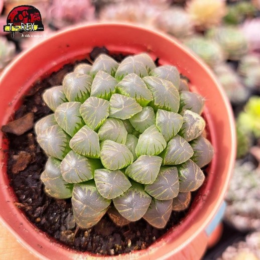 Muda De Suculenta Haworthia...