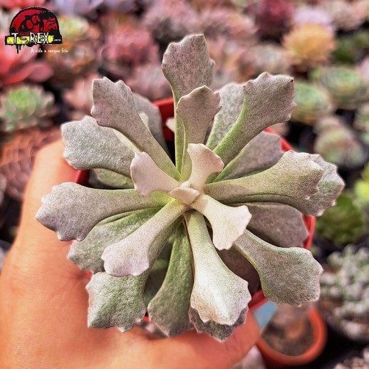 Muda De Suculenta Senecio...