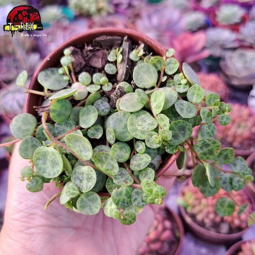 Muda De Suculenta Colar de...