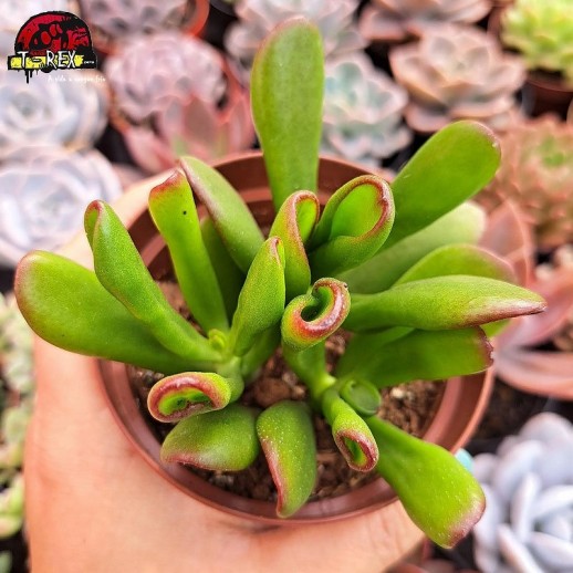 Muda De Suculenta Orelha de...