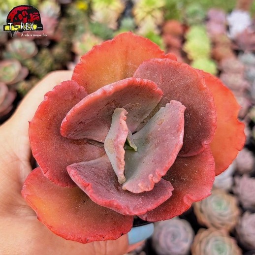 Muda De Suculenta...