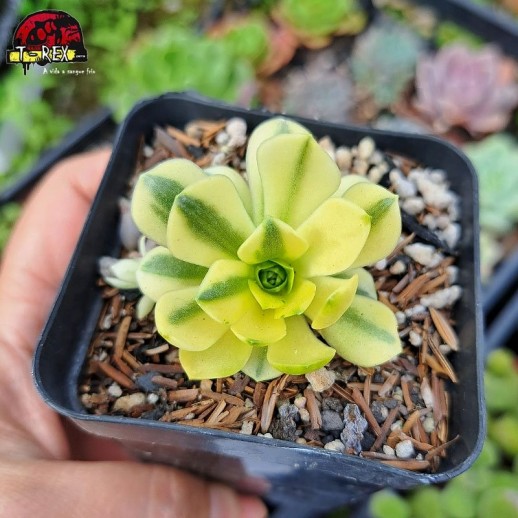 Muda De Suculenta...