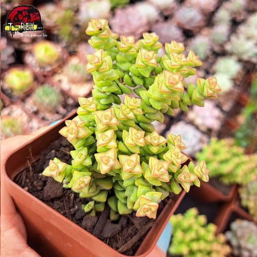 Muda De Suculenta Crassula...