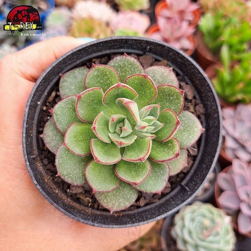 Muda De Suculenta Echeveria...