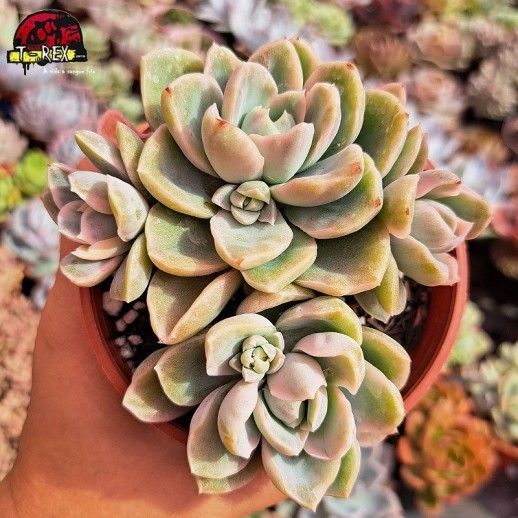 Muda De Suculenta Echeveria...