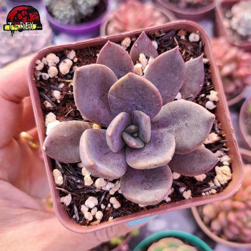 Muda De Suculenta Echeveria...