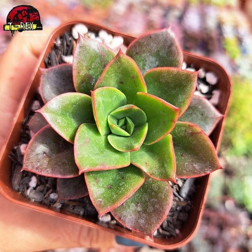 Muda De Suculenta Echeveria...