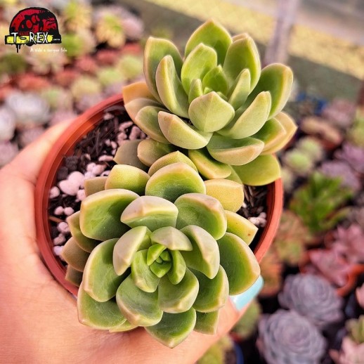 Muda De Suculenta...