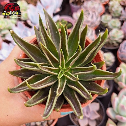 Muda De Suculenta Echeveria...