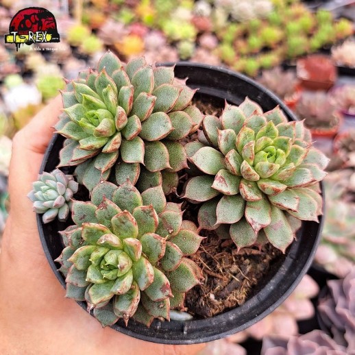 Muda De Suculenta Echeveria...