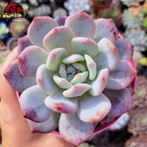 Muda De Suculenta Echeveria...