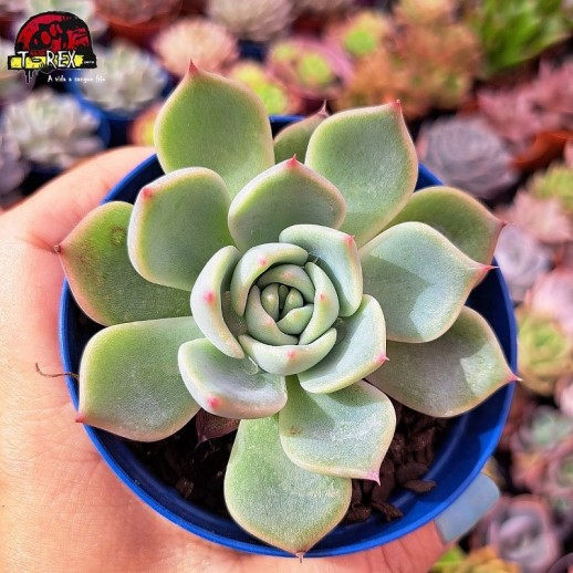 Muda De Suculenta Echeveria...