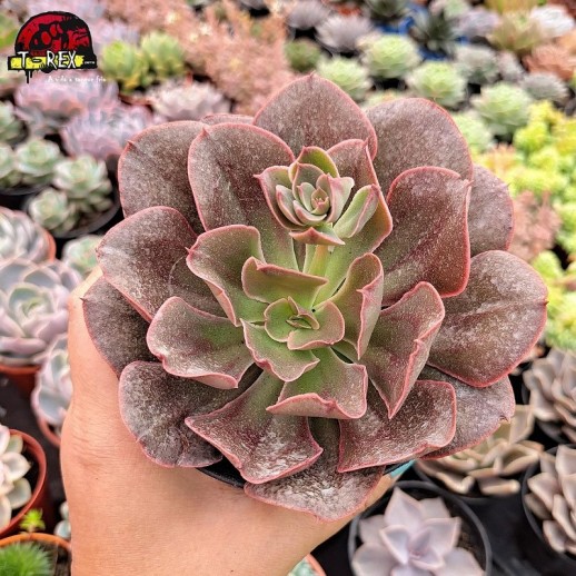Muda De Suculenta Echeveria...