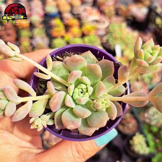 Muda De Suculenta Echeveria...