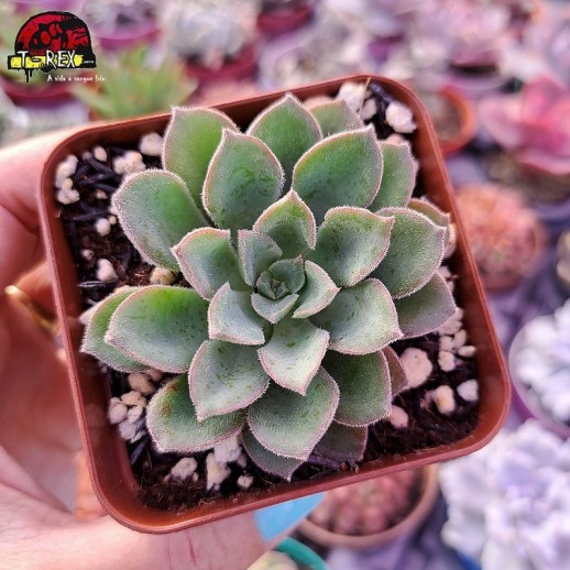 Muda De Suculenta Sedeveria...