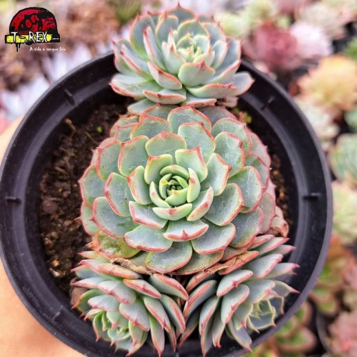 Muda De Suculenta Hibrida...