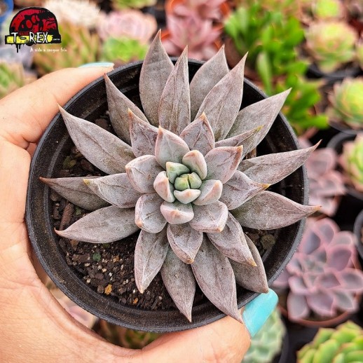 Muda De Suculenta Echeveria...