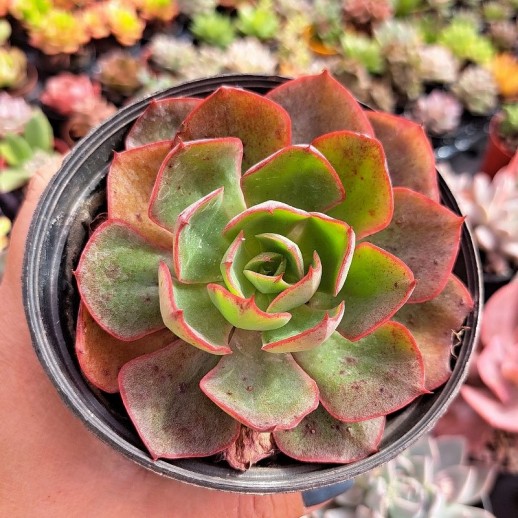 Muda De Suculenta Echeveria...