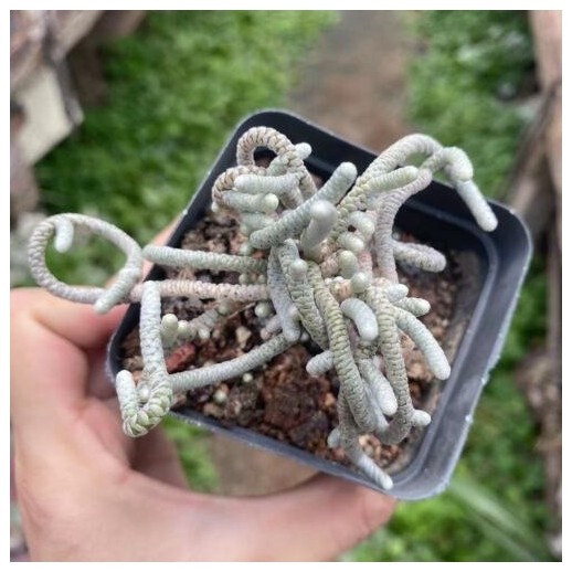 Muda De Suculenta Crassula...