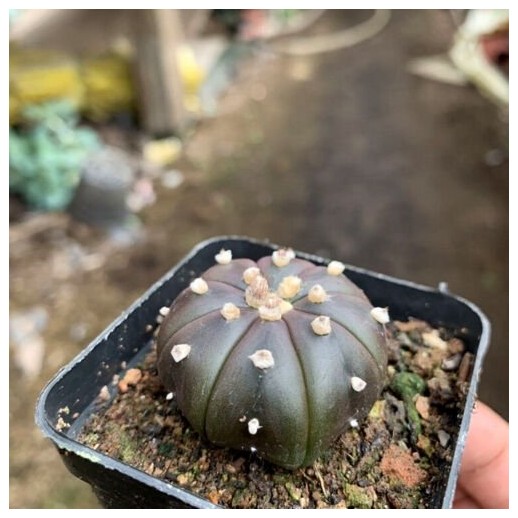 Muda de cacto Cactaceae...