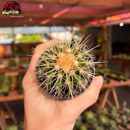 Muda de cacto Echinocactus...